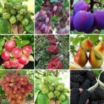 نهالستان میاندوآب | تولید نهال میوه