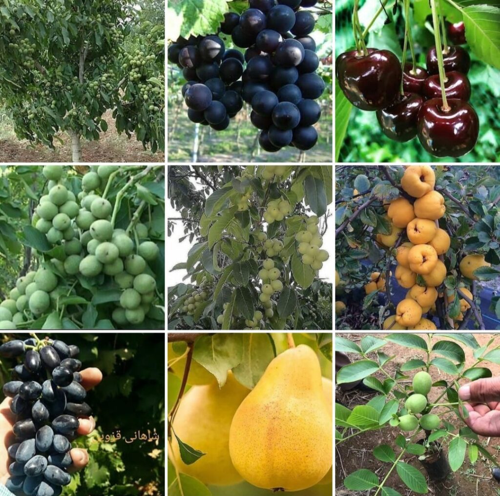 تولید نهال میوه نوین نهالستان در میاندوآب