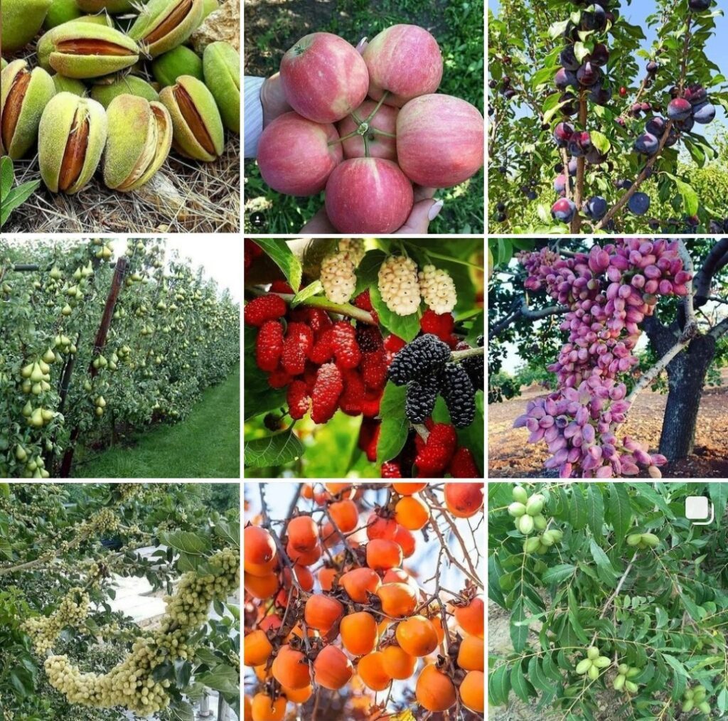 نهالستان میاندوآب | تولید نهال میوه