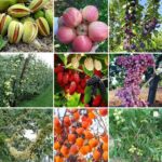 تولید نهال میوه نوین نهالستان در میاندوآب