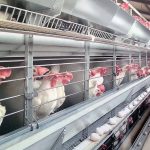 لوازم اتوماتیک مرغ گوشتی | تولید تجهیزات مرغداری در قزوین