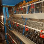 لوازم اتوماتیک مرغ گوشتی | تولید تجهیزات مرغداری در قزوین