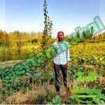 عرفان نهال | نهالستان میاندوآب