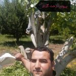 نهالستان سبزینه | تولید نهال میوه در پیرانشهر