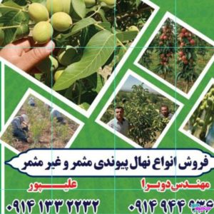 نهالستان سبزینه | تولید نهال میوه در پیرانشهر