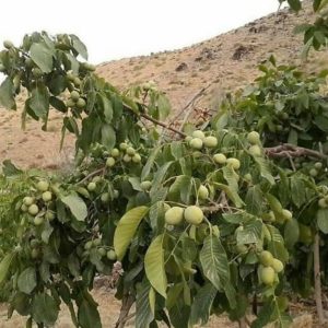 تولید نهال میوه در پیرانشهر | خرید نهال در پیرانشهر
