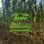 عرفان نهال | نهالستان میاندوآب