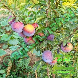 عرفان نهال | نهالستان میاندوآب