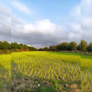 فروشگاه آنلاین برنج در بابل ð¾ برنج فروش در بابل