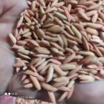 کارخانه برنجکوبی برادران کعبی | پخش برنج عنبربو در شوشتر