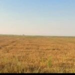 کارخانه برنجکوبی برادران کعبی | پخش برنج عنبربو در شوشتر