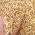 کارخانه برنجکوبی برادران کعبی | پخش برنج عنبربو در شوشتر