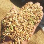 کارخانه برنجکوبی برادران کعبی | پخش برنج عنبربو در شوشتر