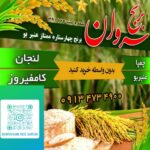 پخش برنج ابریشمی سروان | خرید برنج عنبربو معطر در اصفهان