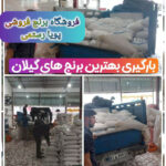 کارخانه سورتینگ پویا رستمی | فروشگاه برنج فروشی در بندر کیاشهر