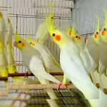 پرنده سرای آریا | تولیدی قفس پرنده در نیشابور