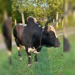 بهترین دامداری سنگر مختاری | خرید گاو و گوساله در سنگر