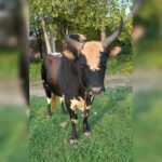 بهترین دامداری سنگر مختاری | خرید گاو و گوساله در سنگر