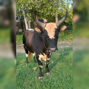 بهترین دامداری سنگر مختاری | خرید گاو و گوساله در سنگر