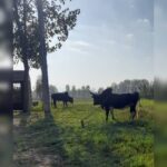 بهترین دامداری سنگر مختاری | خرید گاو و گوساله در سنگر