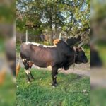 بهترین دامداری سنگر مختاری | خرید گاو و گوساله در سنگر