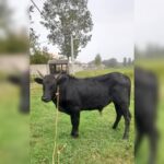 بهترین دامداری سنگر مختاری | خرید گاو و گوساله در سنگر