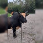 بهترین دامداری سنگر مختاری | خرید گاو و گوساله در سنگر