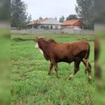 بهترین دامداری سنگر مختاری | خرید گاو و گوساله در سنگر