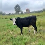 بهترین دامداری سنگر مختاری | خرید گاو و گوساله در سنگر