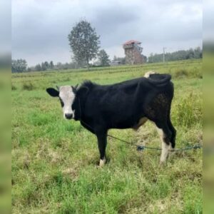 بهترین دامداری سنگر مختاری | خرید گاو و گوساله در سنگر