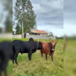 بهترین دامداری سنگر مختاری | خرید گاو و گوساله در سنگر