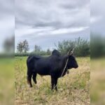 بهترین دامداری سنگر مختاری | خرید گاو و گوساله در سنگر