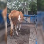 بهترین دامداری سنگر مختاری | خرید گاو و گوساله در سنگر