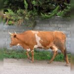 بهترین دامداری سنگر مختاری | خرید گاو و گوساله در سنگر