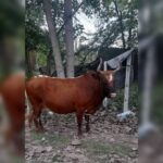 بهترین دامداری سنگر مختاری | خرید گاو و گوساله در سنگر