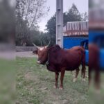 بهترین دامداری سنگر مختاری | خرید گاو و گوساله در سنگر