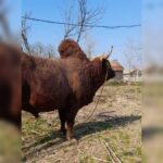 بهترین دامداری سنگر مختاری | خرید گاو و گوساله در سنگر