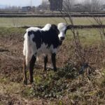 بهترین دامداری سنگر مختاری | خرید گاو و گوساله در سنگر