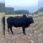 بهترین دامداری سنگر مختاری | خرید گاو و گوساله در سنگر