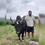 بهترین دامداری سنگر مختاری | خرید گاو و گوساله در سنگر