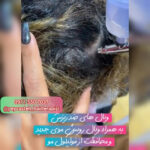 بهترین مرکز احیا و صافی مو رشت پیوسته 💯 خدمات اسکراب اسکالپ سر در رشت