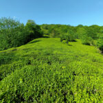 خرید چای درجه یک املش 🍃 فروشگاه چای ایرانی حیدری 💯 مرکز خرید چای شمال در املش