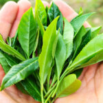 خرید چای درجه یک املش 🍃 فروشگاه چای ایرانی حیدری 💯 مرکز خرید چای شمال در املش