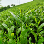 خرید چای درجه یک املش 🍃 فروشگاه چای ایرانی حیدری 💯 مرکز خرید چای شمال در املش