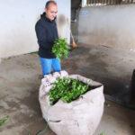 خرید چای درجه یک املش 🍃 فروشگاه چای ایرانی حیدری 💯 مرکز خرید چای شمال در املش