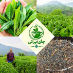 خرید چای درجه یک املش 🍃 فروشگاه چای ایرانی حیدری 💯 مرکز خرید چای شمال در املش