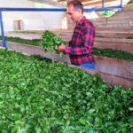 خرید چای درجه یک املش 🍃 فروشگاه چای ایرانی حیدری 💯 مرکز خرید چای شمال در املش