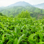 خرید چای درجه یک املش 🍃 فروشگاه چای ایرانی حیدری 💯 مرکز خرید چای شمال در املش