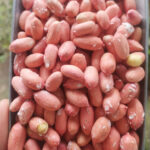 خرید چای درجه یک املش 🍃 فروشگاه چای ایرانی حیدری 💯 مرکز خرید چای شمال در املش