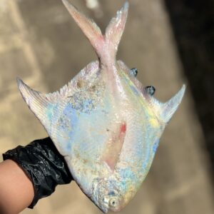 سفارش میگو و ماهی صید روز بوشهر ð لیلی شاپ ✅️ خرید خرمای جنوب در بوشهر